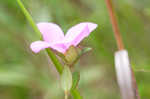 Fringed meadowbeauty